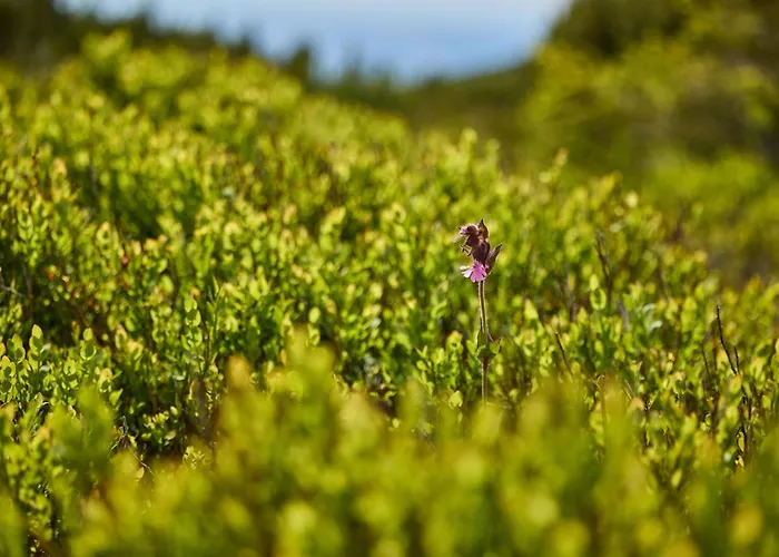 Apartmán Horni Misecky-2 By Interhome *